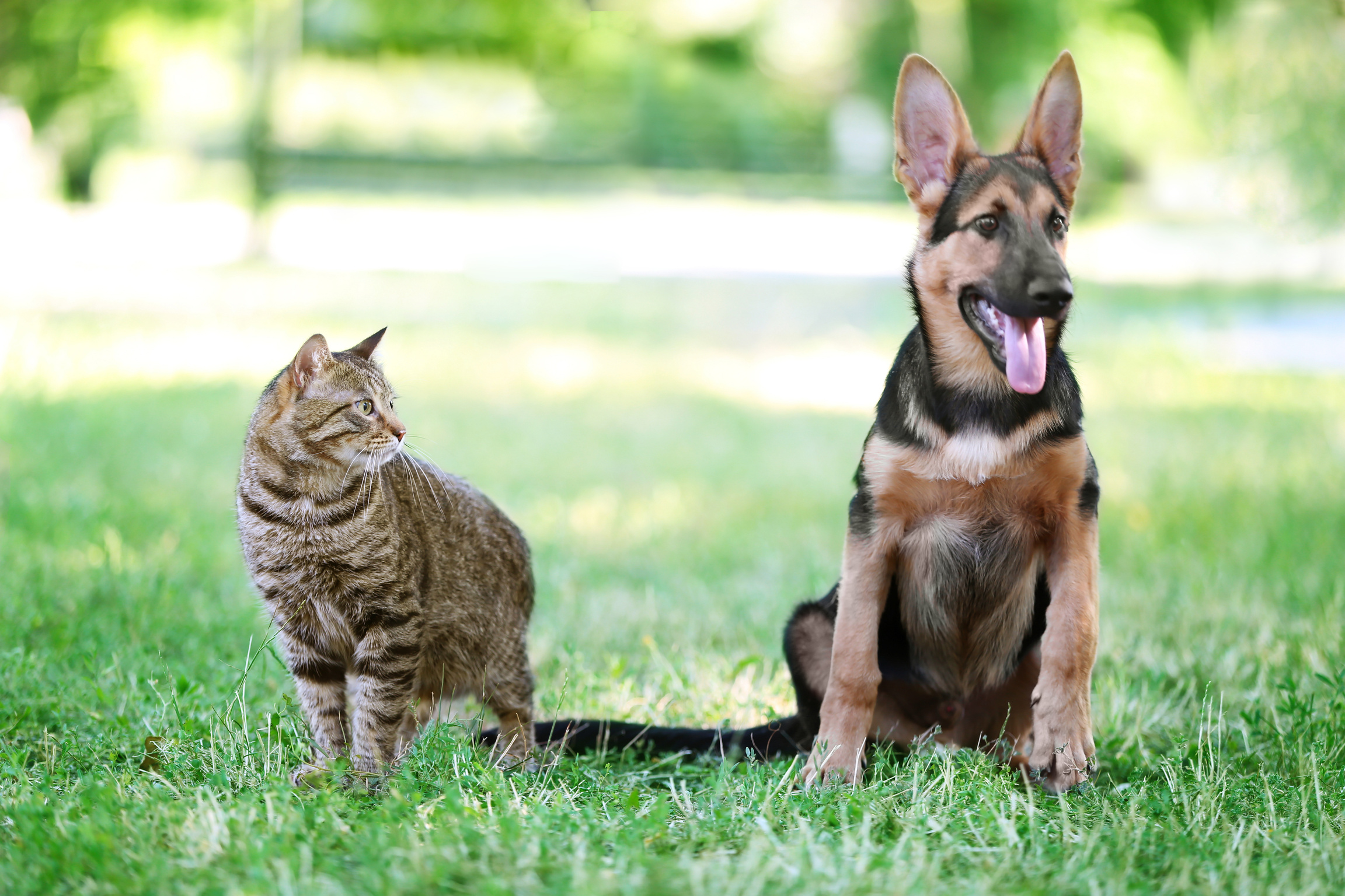 Dog and Cat on Green Grass